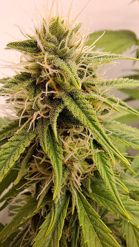 Growreport Bild 292