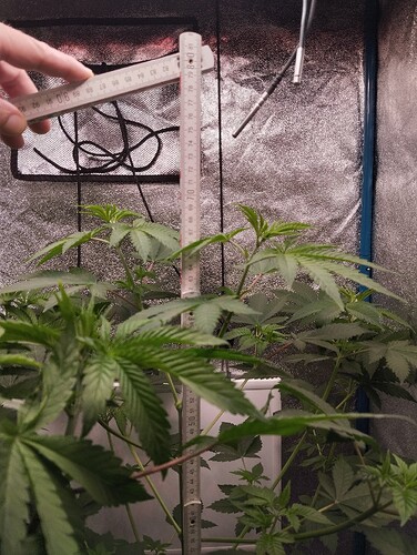 Growreport Bild 7