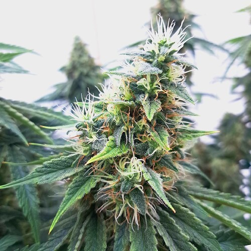 Growreport Bild 15