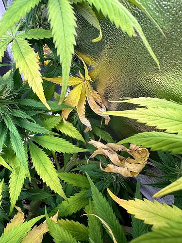 Growreport Bild 27