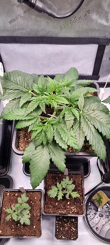 Growreport Bild 21