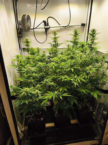 Growreport Bild 6