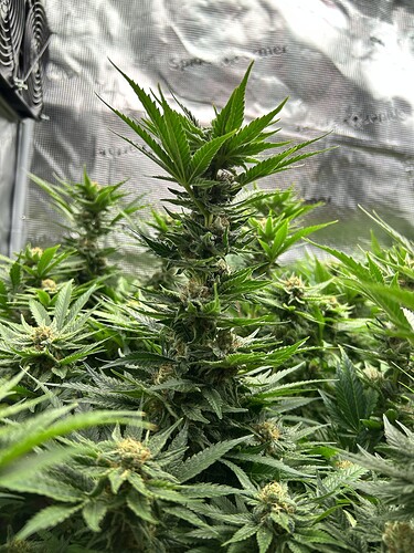 Nahaufnahme einer blühenden Cannabispflanze mit mehreren Blütenständen und dichtem Blattwerk.