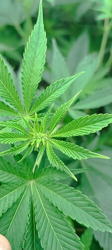 Growreport Bild 4