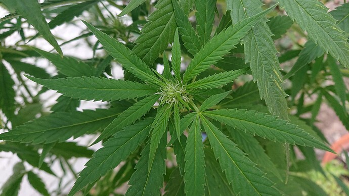 Growreport Bild 1