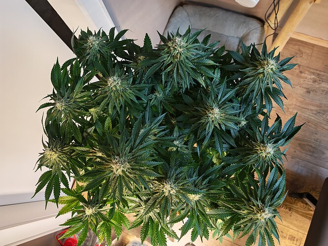 Growreport Bild 3