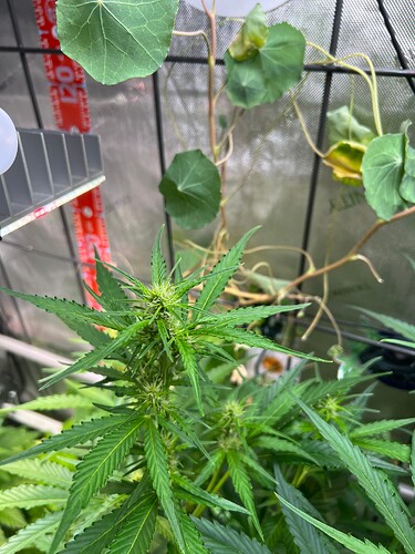 Growreport Bild 41