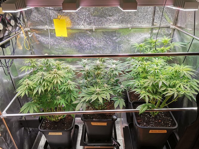 Mix grow BT32 (8)