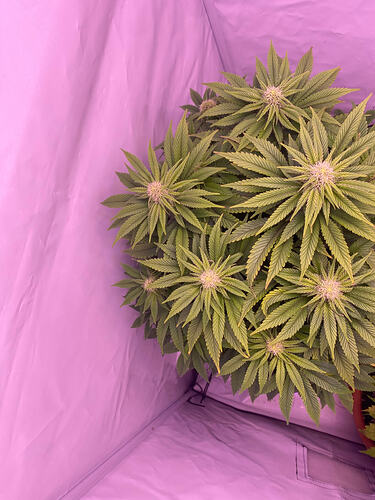 Growreport Bild 6