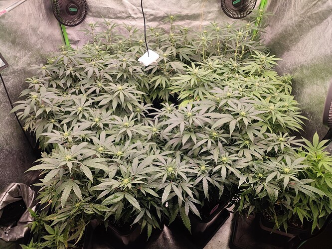 Growreport Bild 7