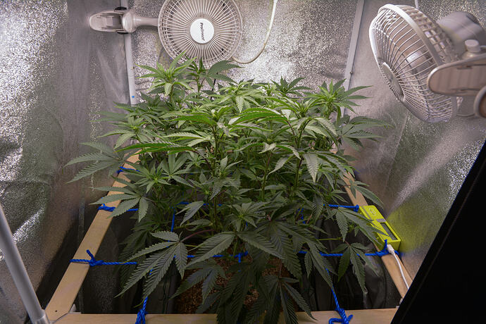Growreport Bild 3