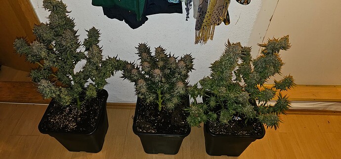 Growreport Bild 74
