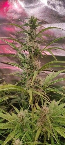 Growreport Bild 3