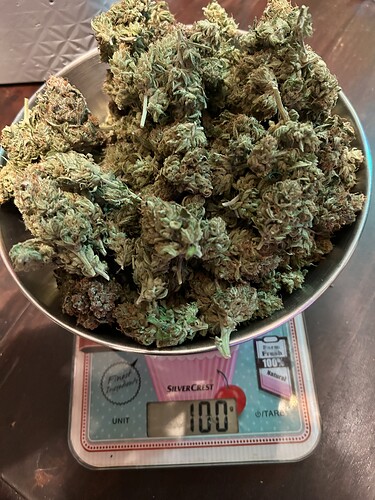 Eine Metallschüssel gefüllt mit getrimmten Cannabis-Blüten steht auf einer digitalen Küchenwaage, die 100 Gramm anzeigt.