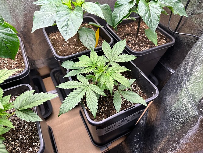 Growreport Bild 16