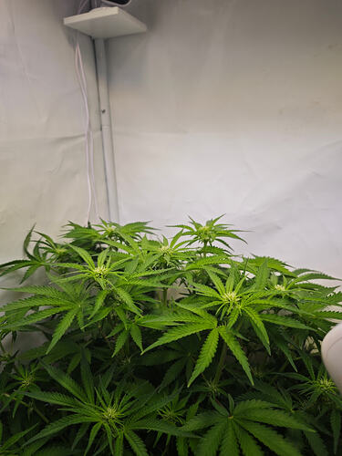 Growreport Bild 31