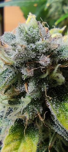Growreport Bild 26