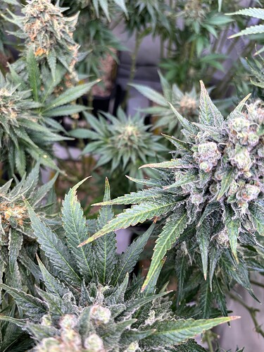 Growreport Bild 110