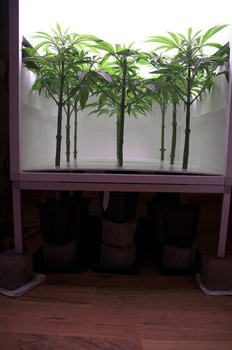 12 root zone
