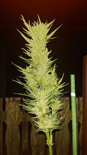 Growreport Bild 9