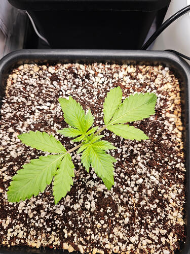 Growreport Bild 19