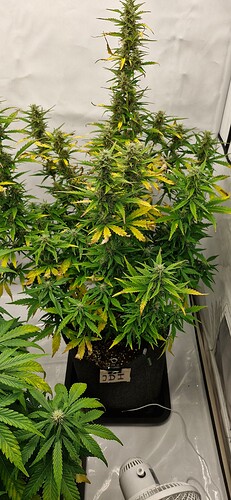 Growreport Bild 27