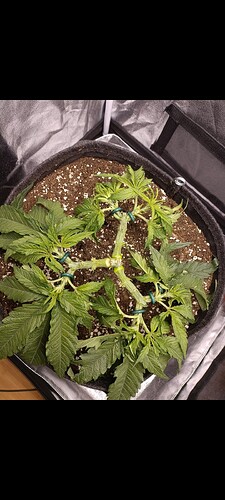 Growreport Bild 1