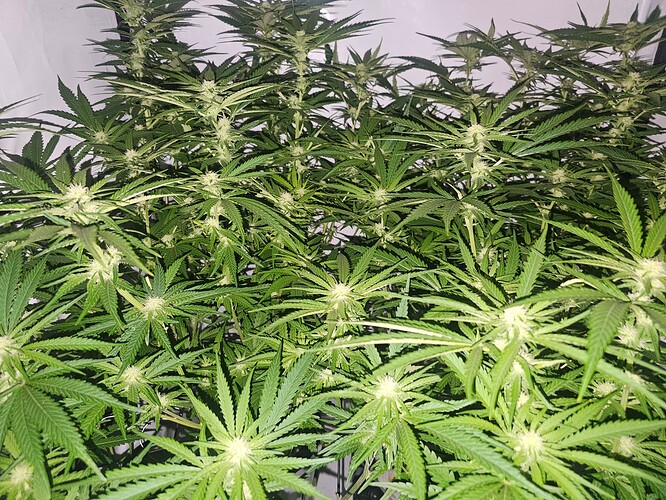 Growreport Bild 24