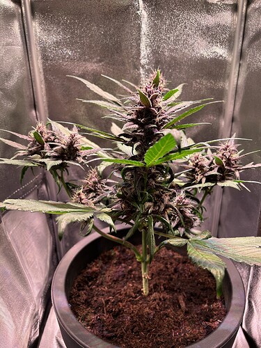 Growreport Bild 28