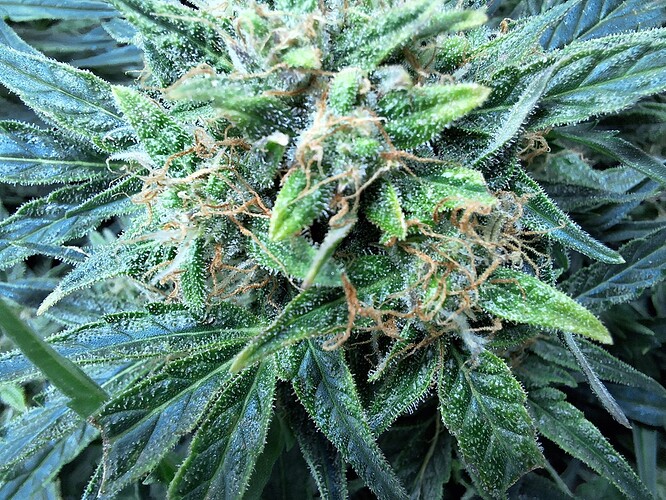 Growreport Bild 24