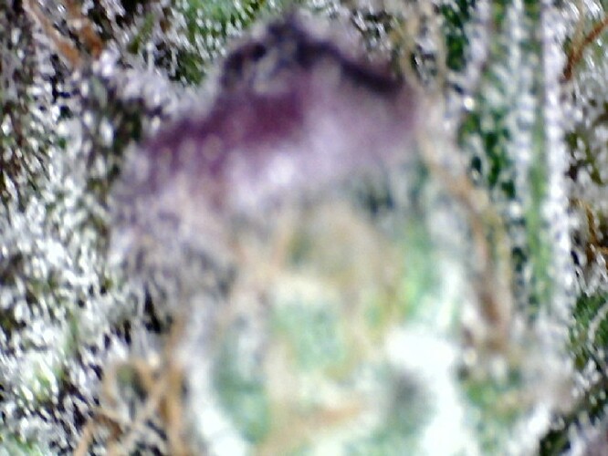 Growreport Bild 62
