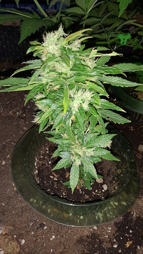 Growreport Bild 10