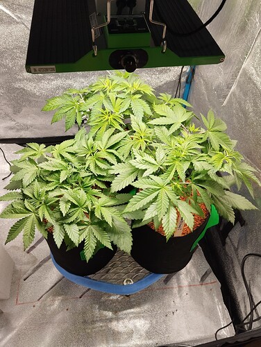 Growreport Bild 1