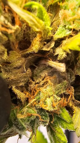 Growreport Bild 8
