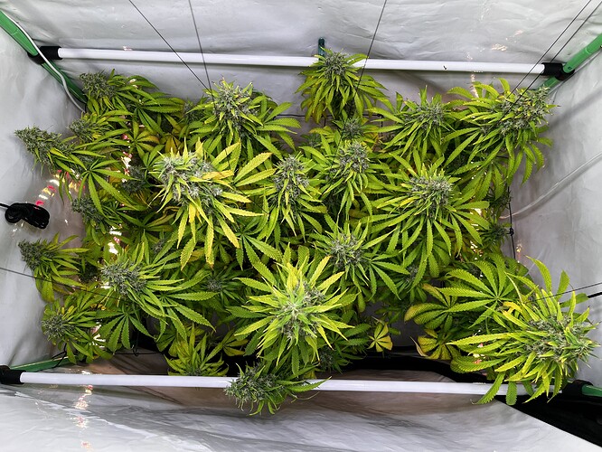 Growreport Bild 3