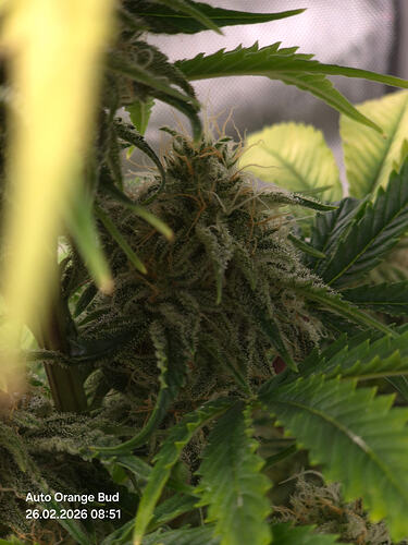 Nahaufnahme eines Cannabis-Buds mit deutlichem Harzbesatz und Pistillen.