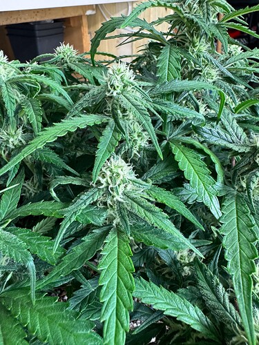 Growreport Bild 10