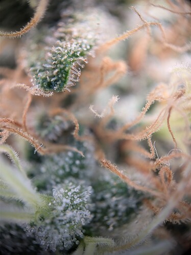 AGC_20240808_193024962.jpg_compressed