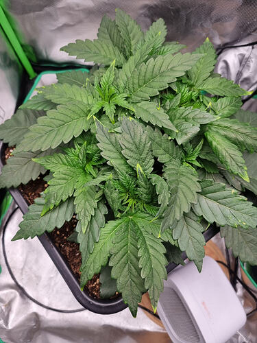Growreport Bild 6