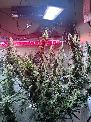 Growreport Bild 4