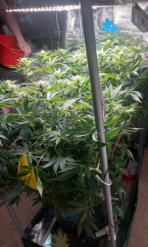 Growreport Bild 7