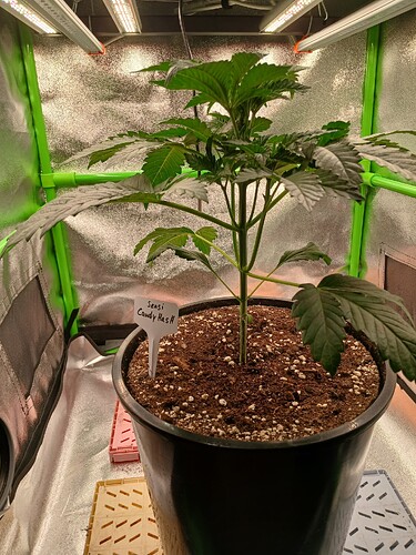 Growreport Bild 15