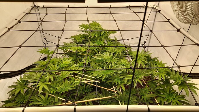 Growreport Bild 1