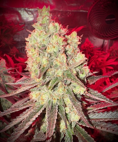 Growreport Bild 2