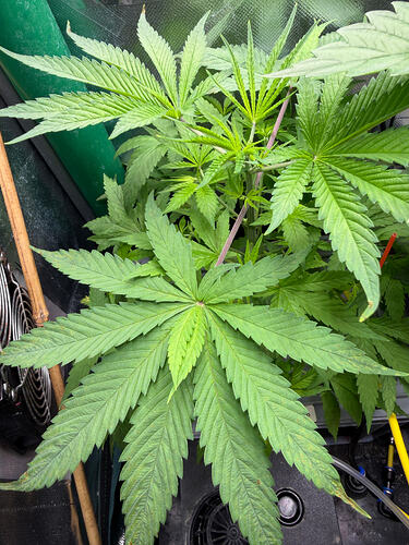 Growreport Bild 22