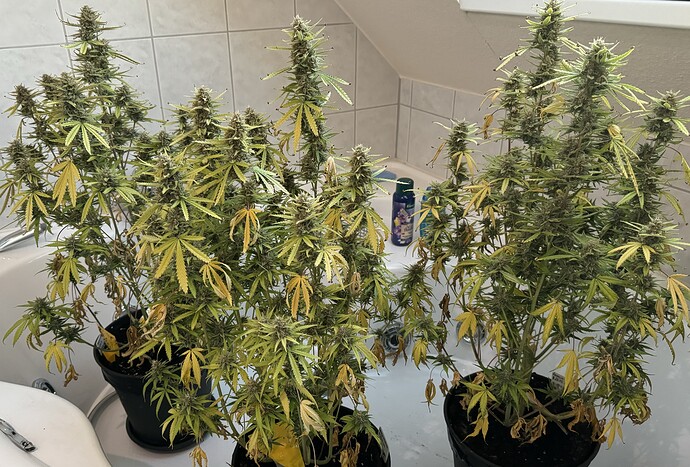 Growreport Bild 1