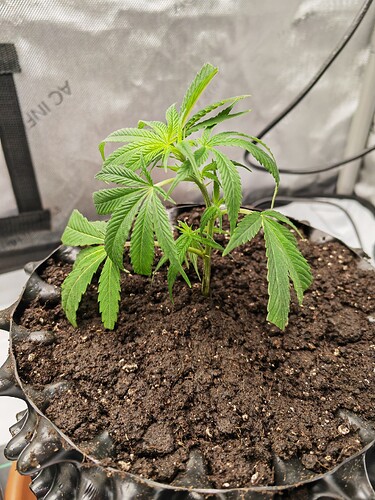 Growreport Bild 8