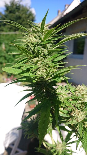 Growreport Bild 23