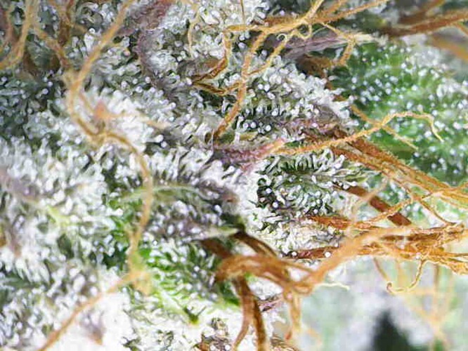 Growreport Bild 2