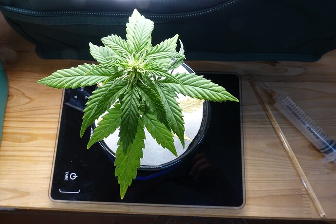 Growreport Bild 4